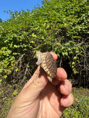 Hypomelanistic Common Snapping Turtle 2025