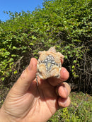 Hypomelanistic Common Snapping Turtle 2025