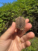 Hypomelanistic Common Snapping Turtle 2025