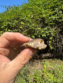 Hypomelanistic Common Snapping Turtle 2025