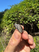 Pastel Clown Common Musk Turtle Baby 2025