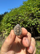 Pastel Clown Common Musk Turtle Baby 2025