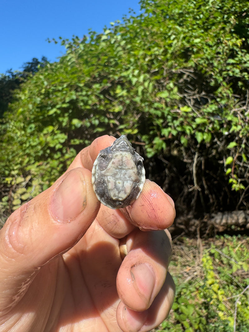 Pastel Clown Common Musk Turtle Baby 2025