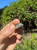 Pastel Clown Common Musk Turtle Baby 2025