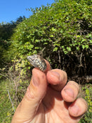 Pastel Clown Common Musk Turtle Baby 2025