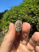 Pastel Clown Common Musk Turtle Baby 2025