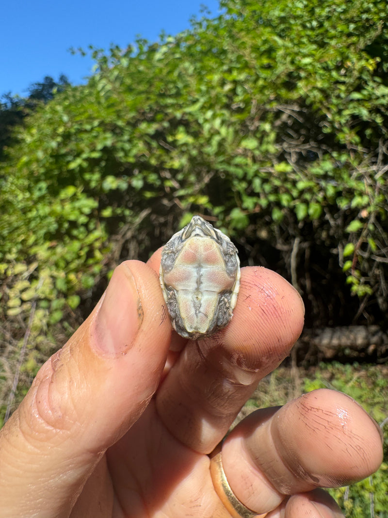 Pastel Clown Common Musk Turtle Baby 2025