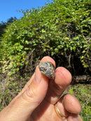 Pastel Clown Common Musk Turtle Baby 2025