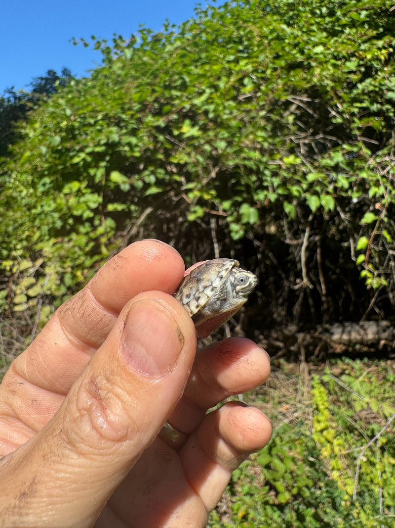 Pastel Clown Common Musk Turtle Baby 2025