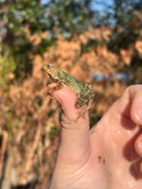 Yellow-Spotted Climbing Toad Babies (Rentapia flavomaculata)
