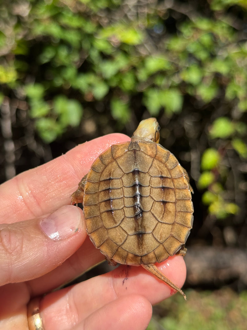 Golden Coin Box Turtle 2025