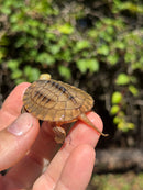 Golden Coin Box Turtle 2025
