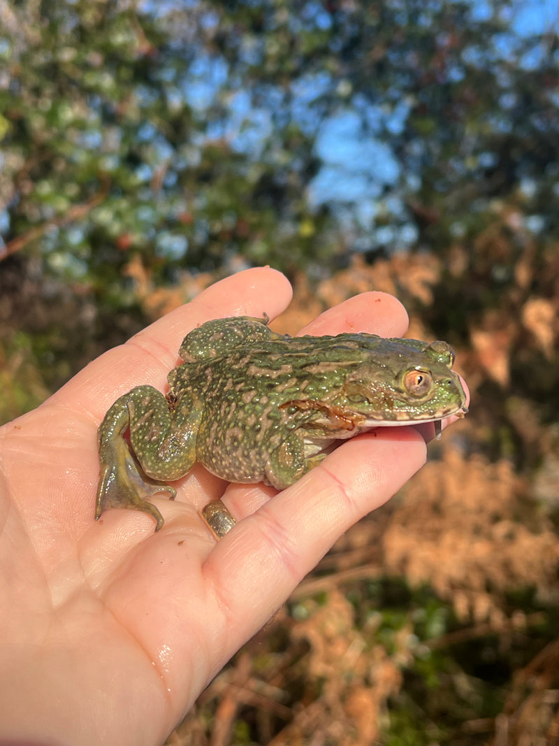 Chilean Wide Mouthed Toad (Calyptocephalella gayi)