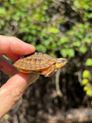 Golden Coin Box Turtle 2025