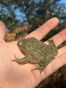 Chilean Wide Mouthed Toad (Calyptocephalella gayi)