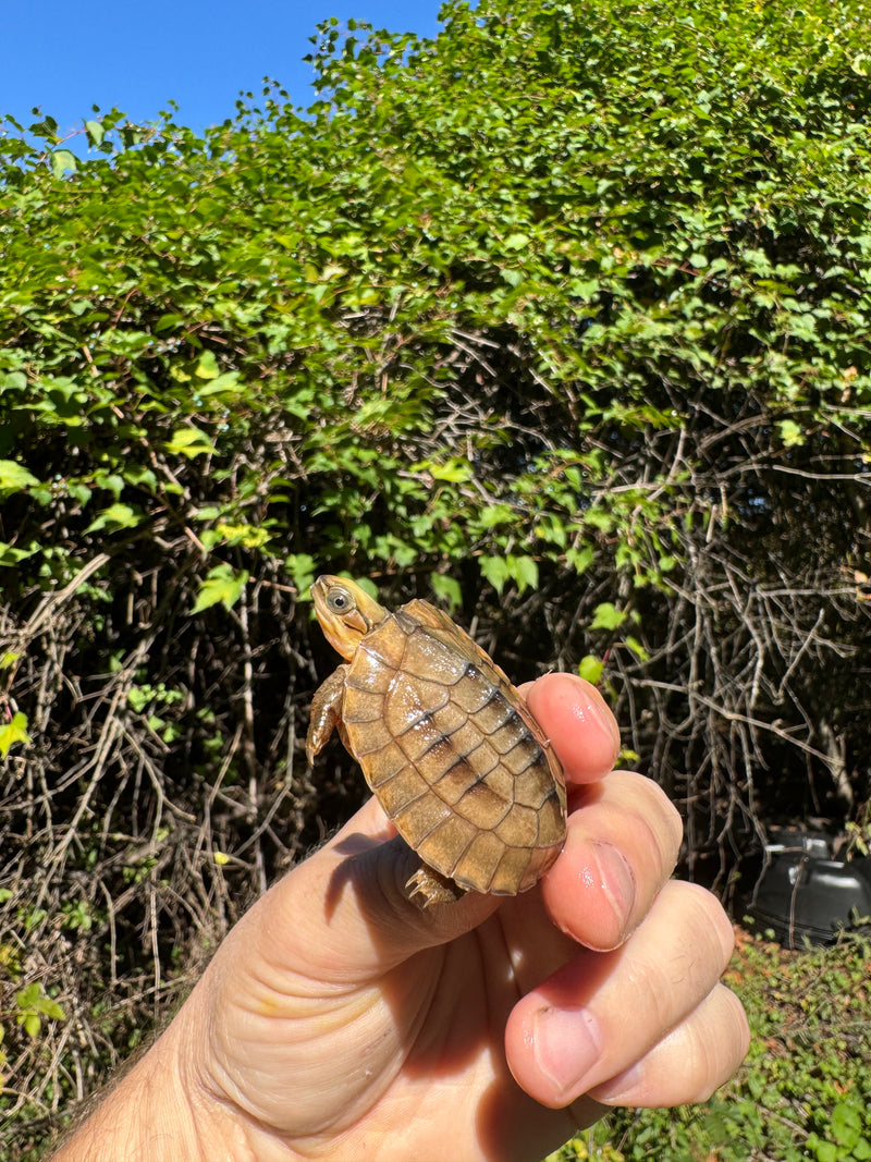 Golden Coin Box Turtle 2025