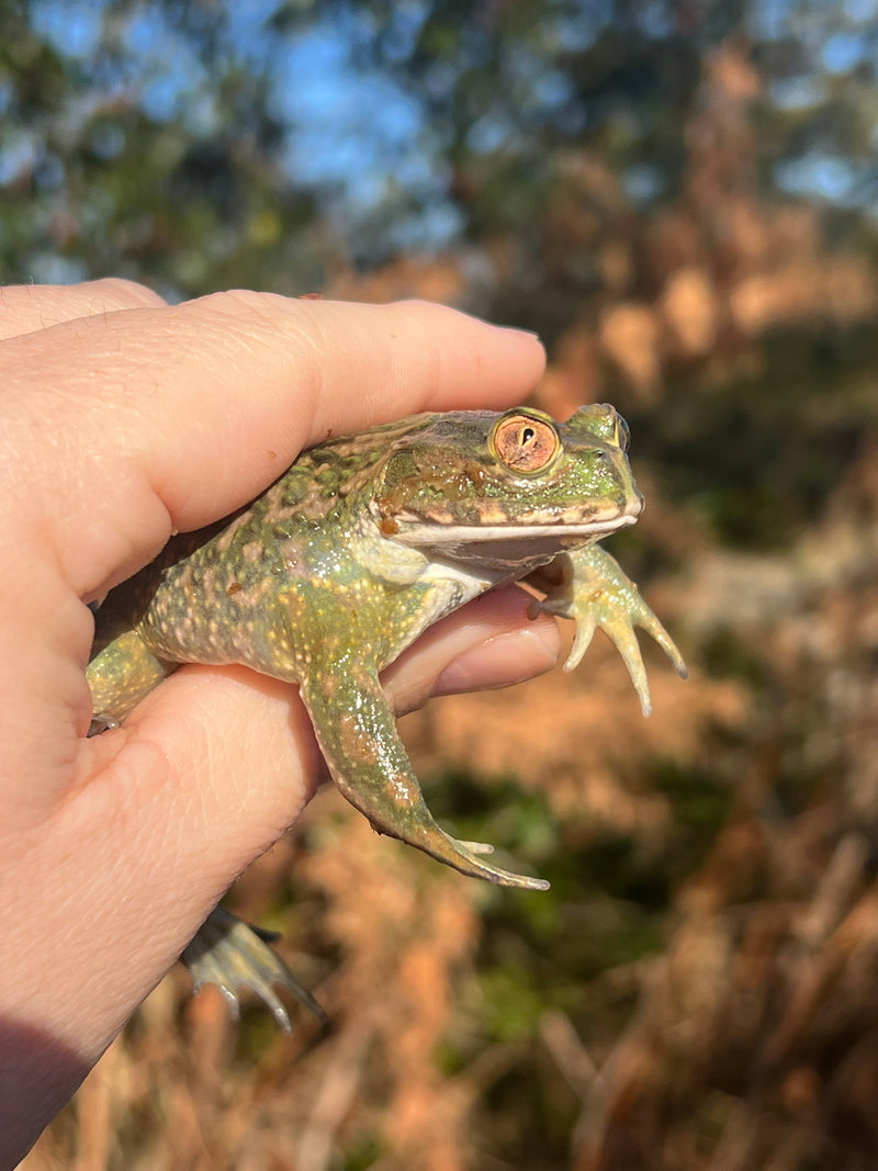 Chilean Wide Mouthed Toad (Calyptocephalella gayi)