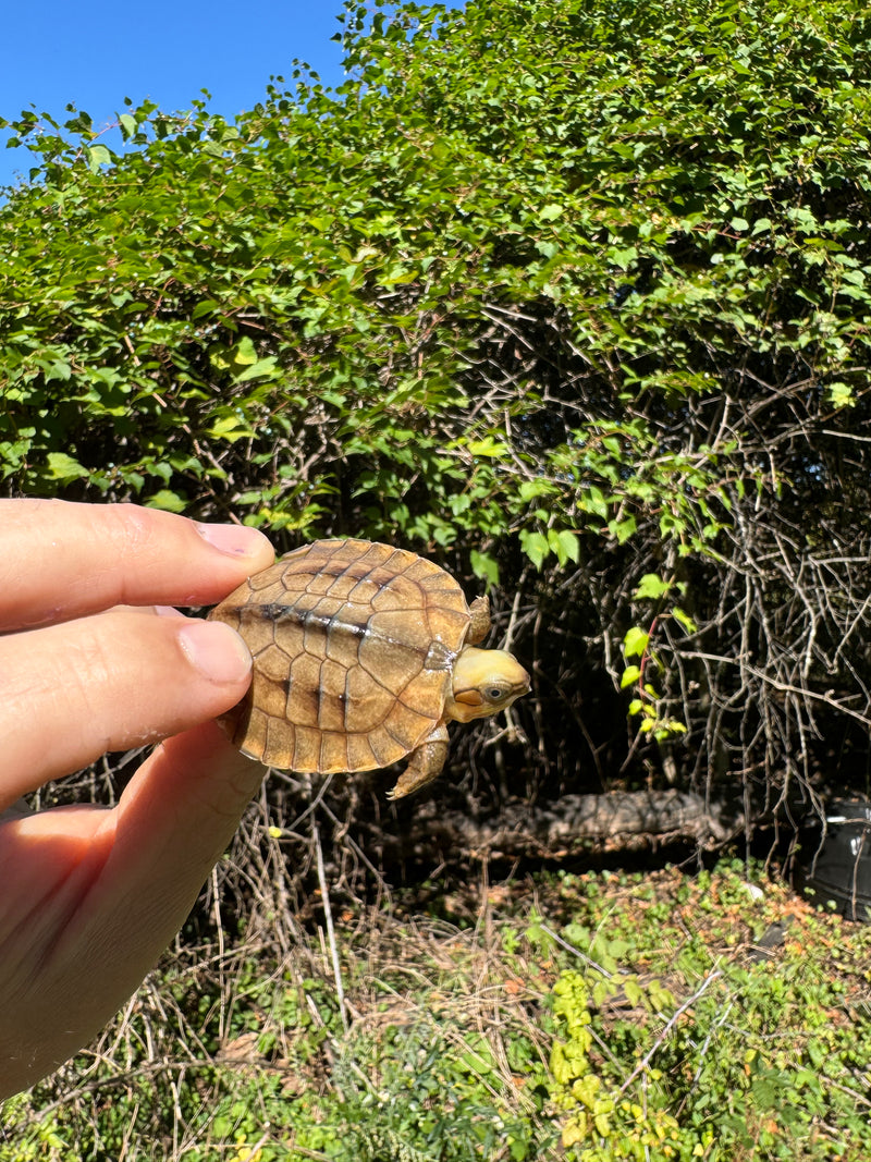 Golden Coin Box Turtle 2025