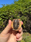 Golden Coin Box Turtle 2025