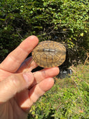 Golden Coin Box Turtle 2025