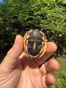Golden Coin Box Turtle 2025