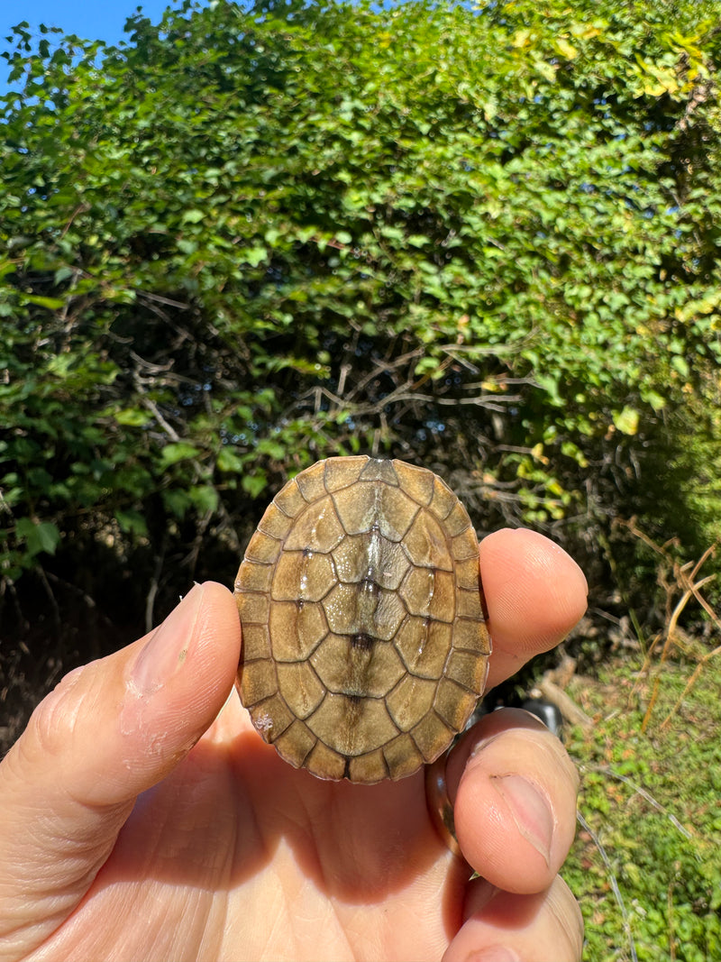 Golden Coin Box Turtle 2025