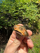Golden Coin Box Turtle 2025