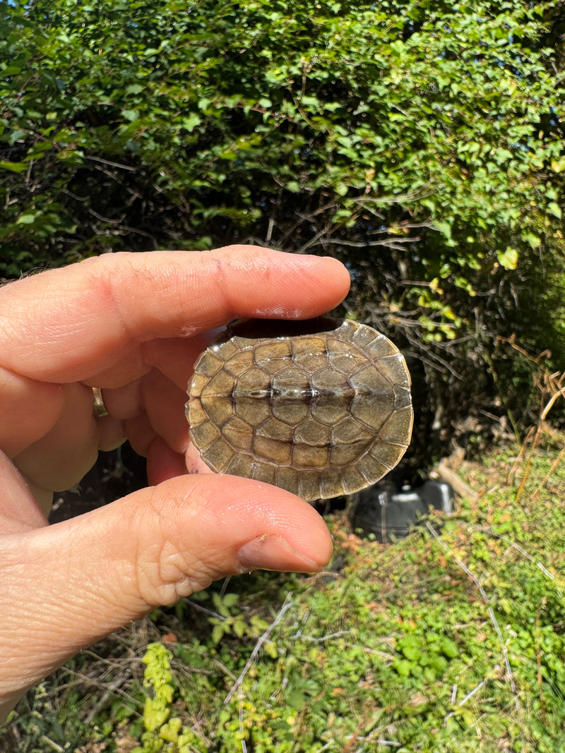 Golden Coin Box Turtle 2025