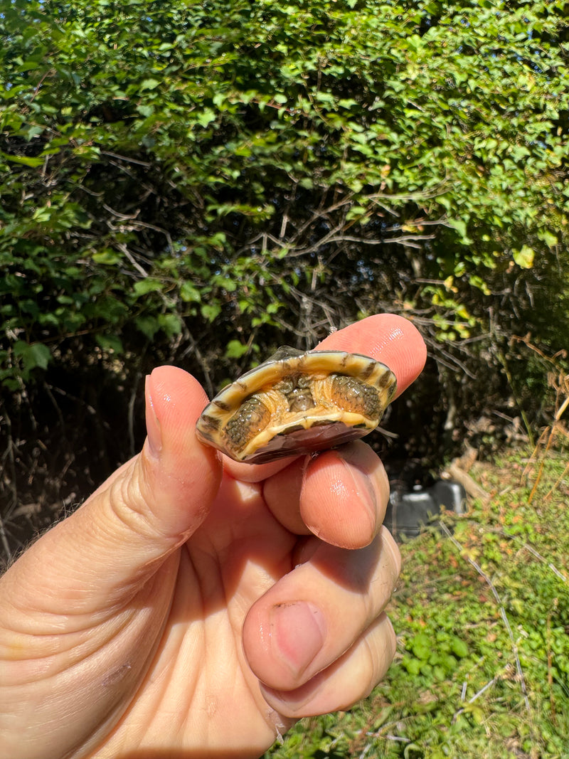 Golden Coin Box Turtle 2025