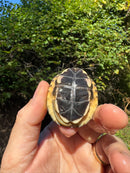 Golden Coin Box Turtle 2025