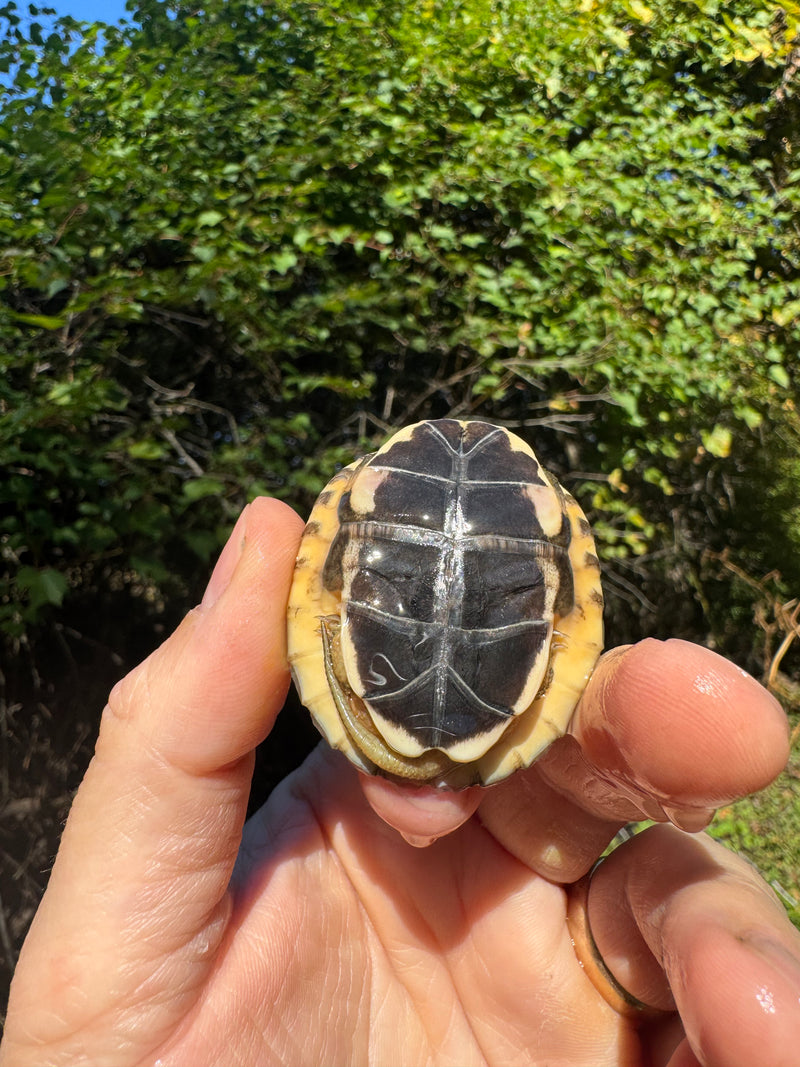 Golden Coin Box Turtle 2025