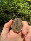 Golden Coin Box Turtle 2025