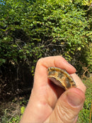 Golden Coin Box Turtle 2025