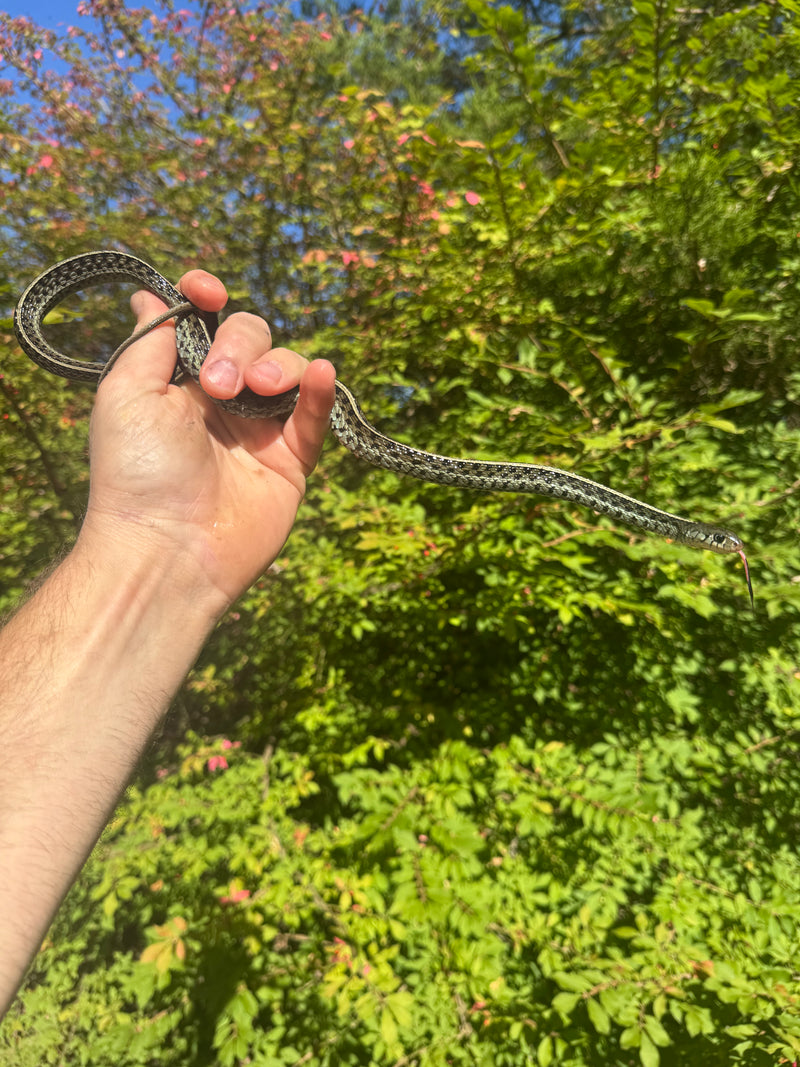 Florida Blue Garter Snake Adult Female