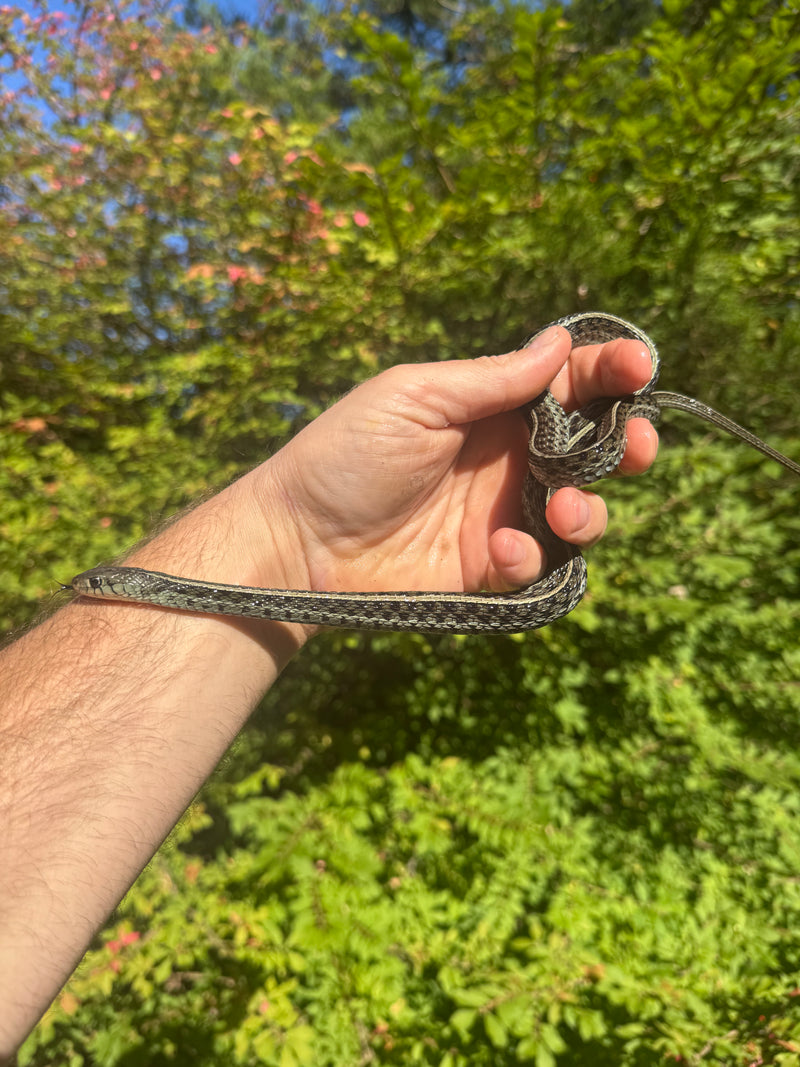 Florida Blue Garter Snake Adult Female