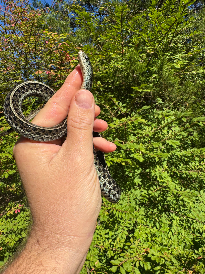Florida Blue Garter Snake Adult Female