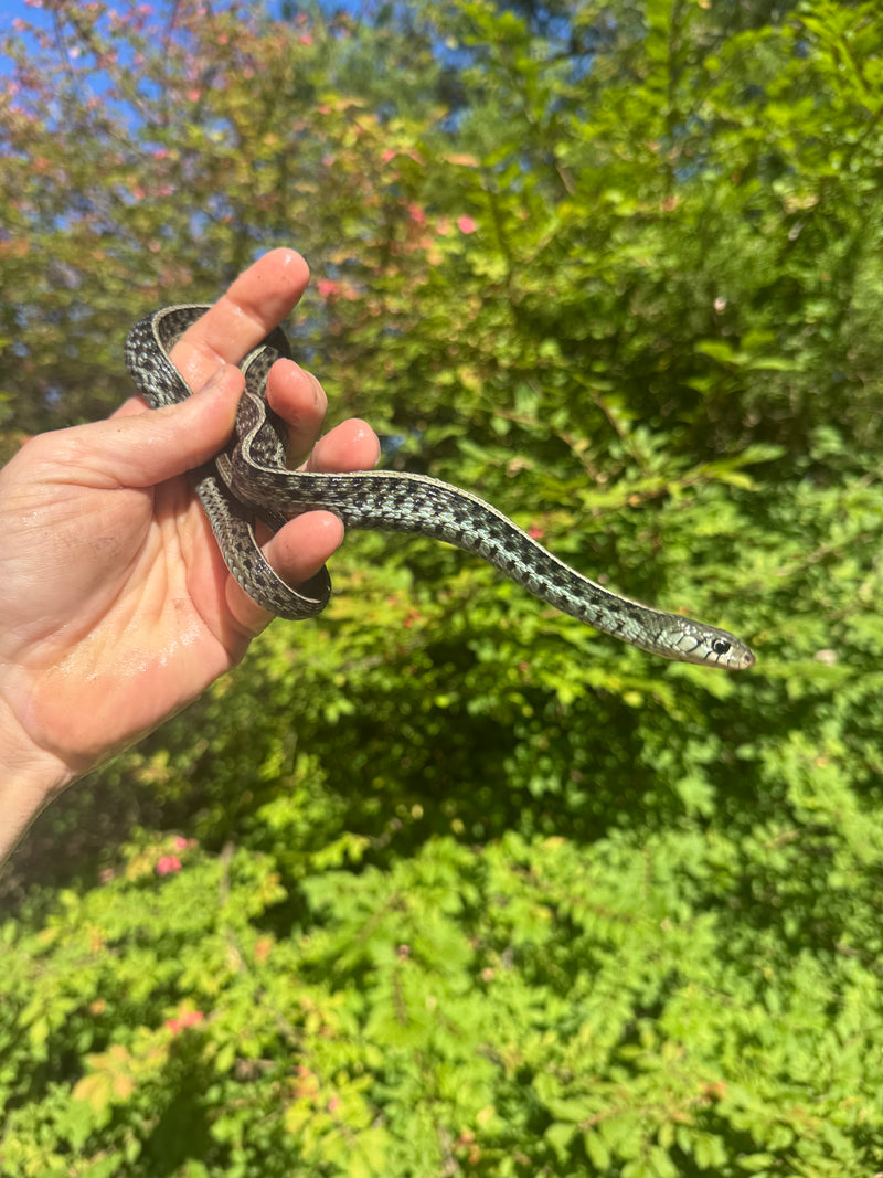 Florida Blue Garter Snake Adult Female