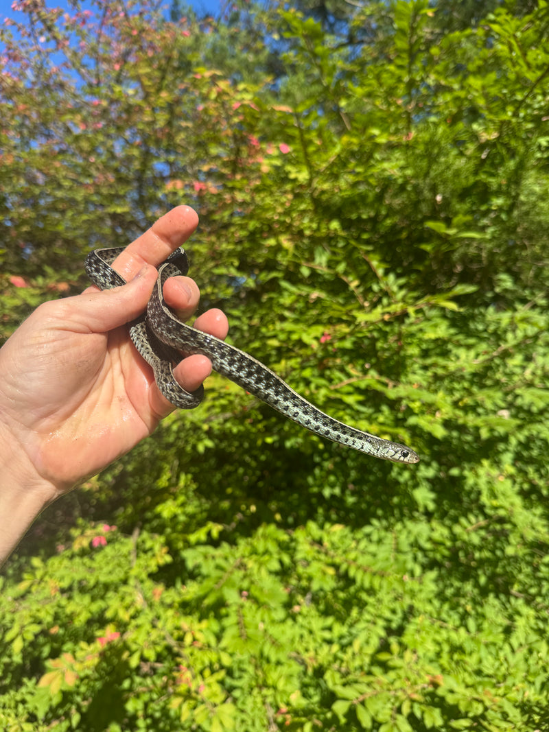 Florida Blue Garter Snake Adult Female