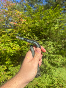 Florida Blue Garter Snake Adult Male