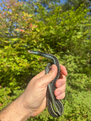 Florida Blue Garter Snake Adult Male
