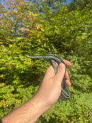 Florida Blue Garter Snake Adult Male