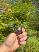 Florida Blue Garter Snake Adult Male