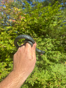 Florida Blue Garter Snake Adult Male