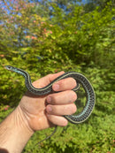 Florida Blue Garter Snake Adult Male