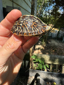 HI YELLOW Florida Box Turtle