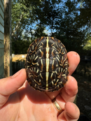 HI YELLOW Florida Box Turtle