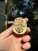 HI YELLOW Florida Box Turtle
