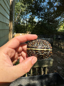 HI YELLOW Florida Box Turtle
