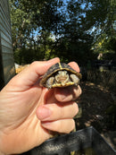 HI YELLOW Florida Box Turtle