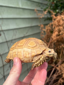 Albino T+ African Spurred Tortoise  (Centrochelys sulcata)